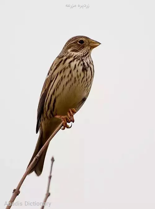 زردپره مزرعه